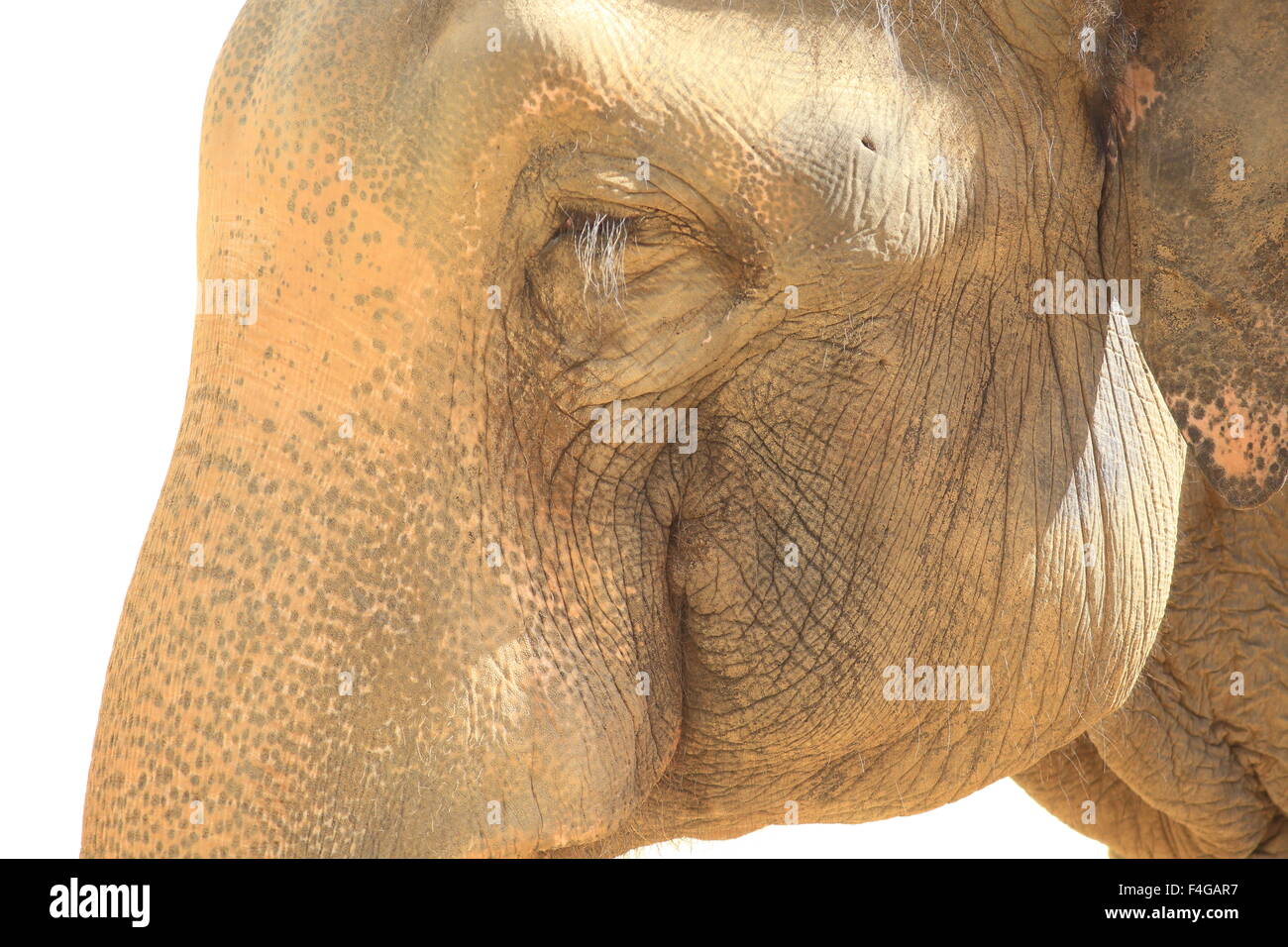 L'éléphant indien (Elephas maximus indicus) Banque D'Images