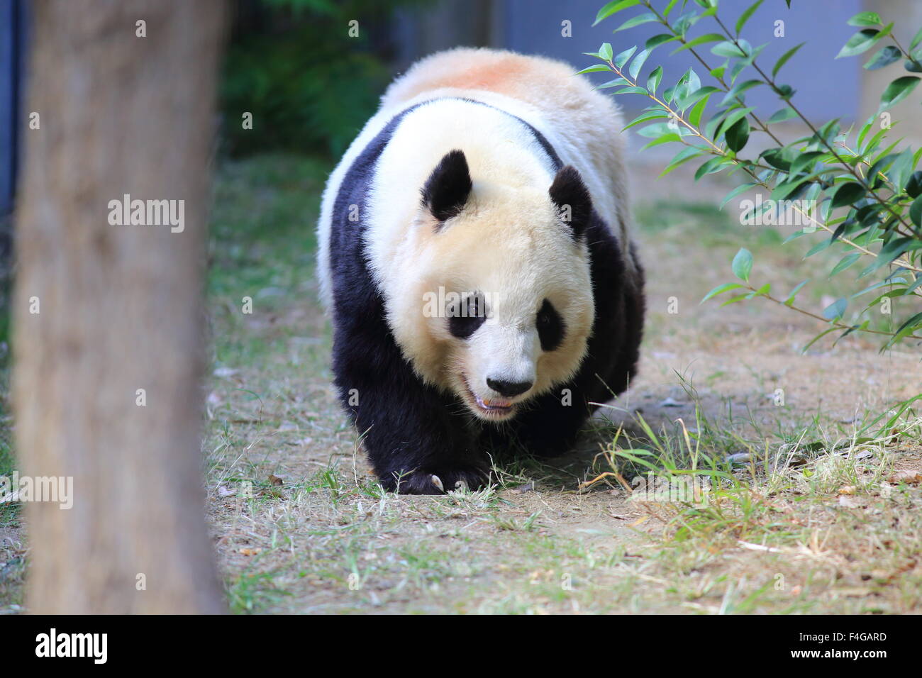 Panda géant (Ailuropoda melanoleuca) Banque D'Images