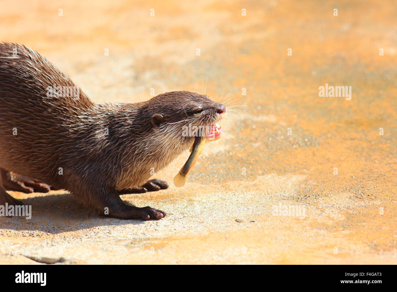 Courte asiatique-griffé otter (Aonyx cinerea) Banque D'Images