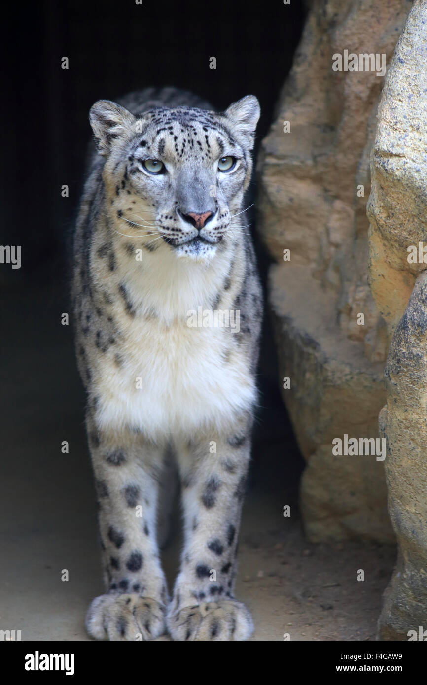 Snow Leopard (Panthera uncia) Banque D'Images