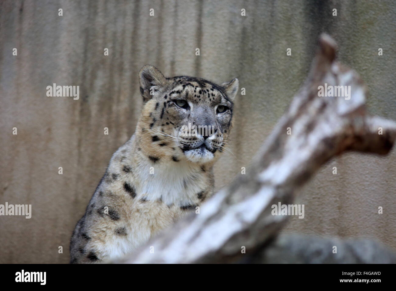 Snow Leopard (Panthera uncia) Banque D'Images