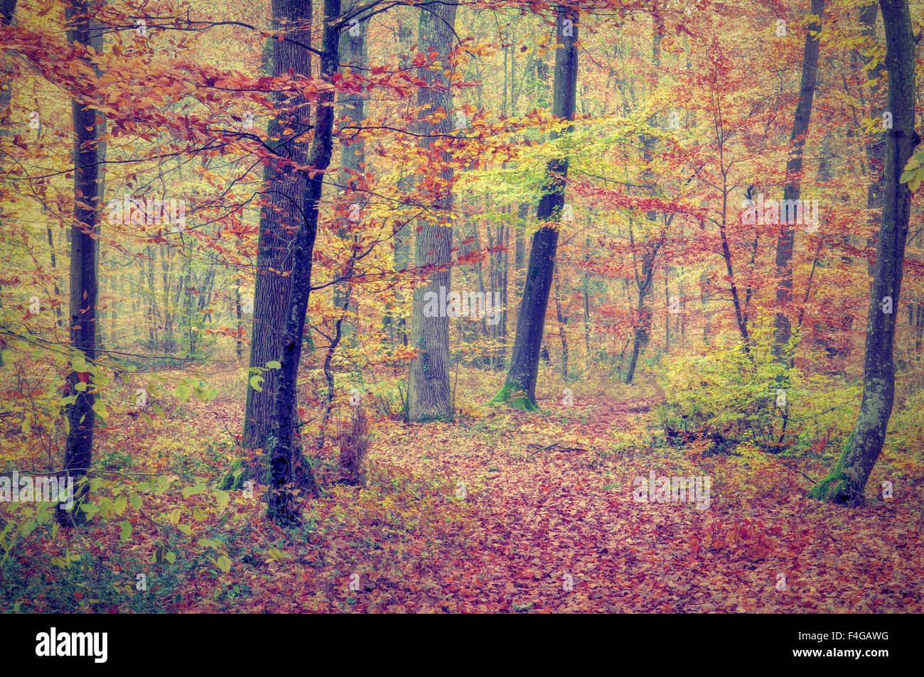 Brun jaune orange vert forêt d'automne background Banque D'Images