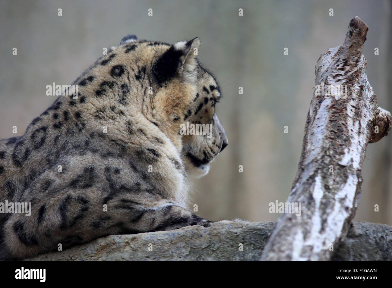 Snow Leopard (Panthera uncia) Banque D'Images
