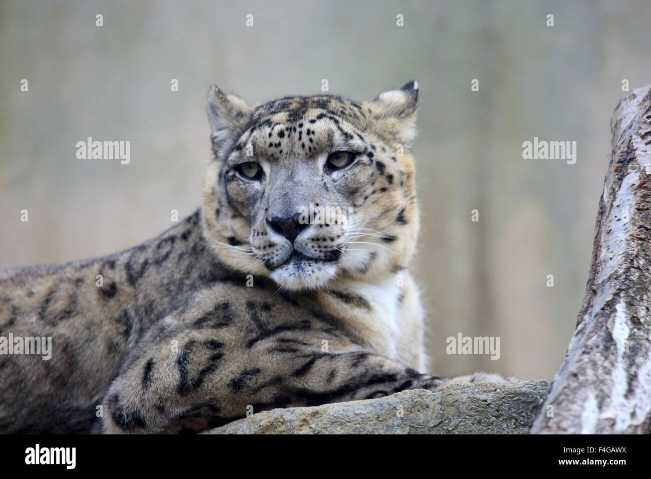 Snow Leopard (Panthera uncia) Banque D'Images