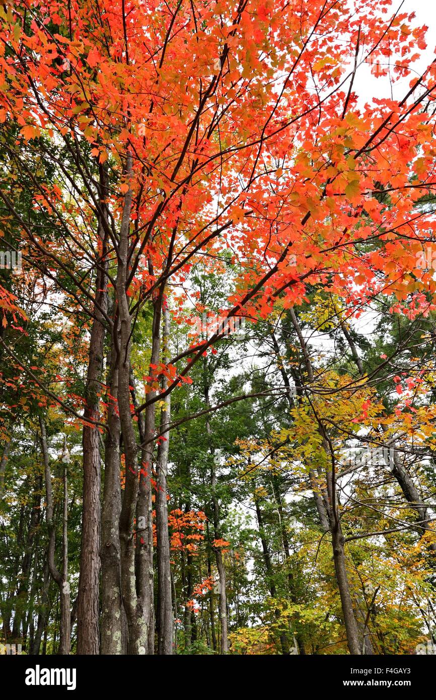 La Forêt dans ses couleurs d'automne Banque D'Images