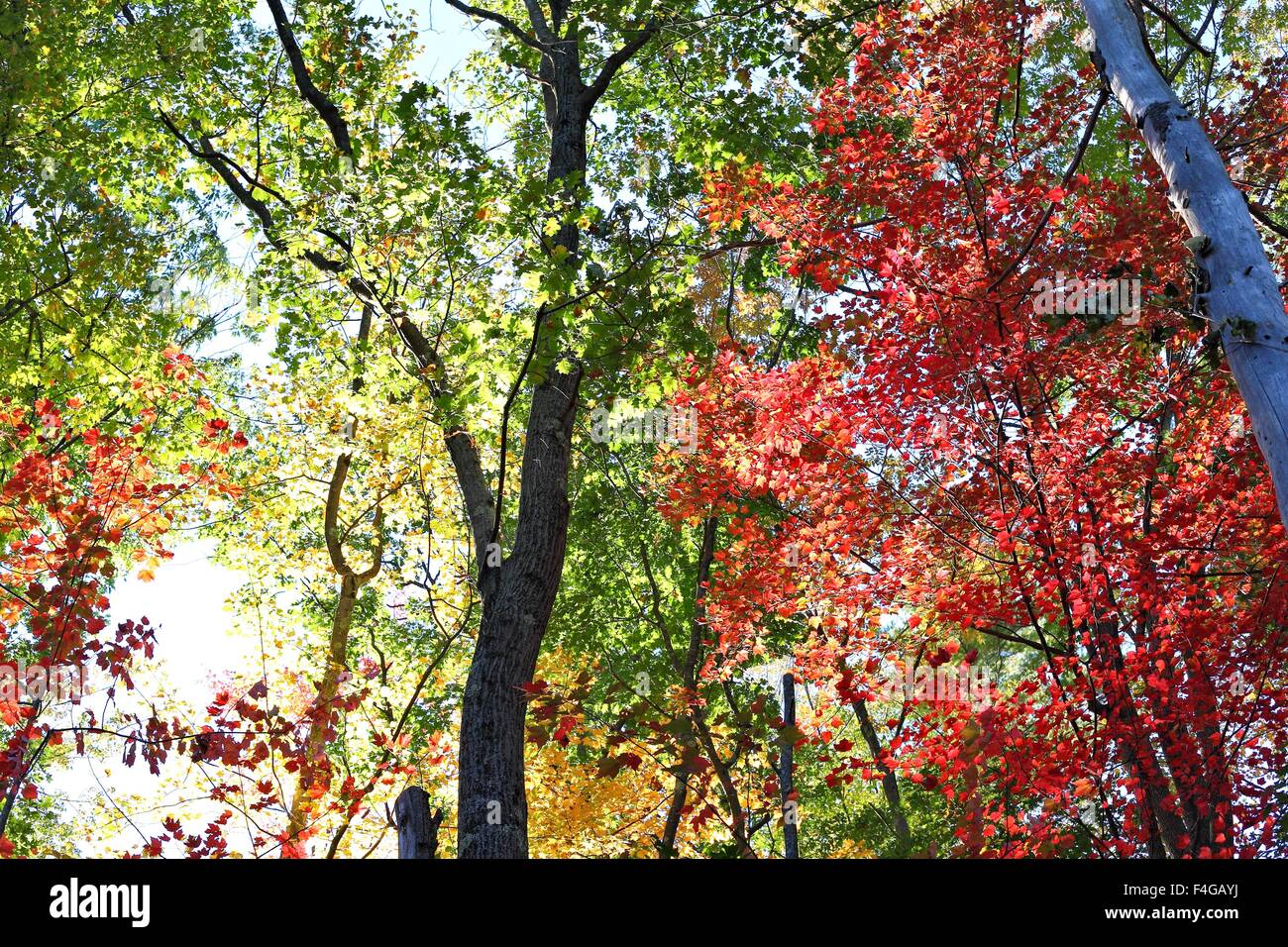 La Forêt dans ses couleurs d'automne Banque D'Images