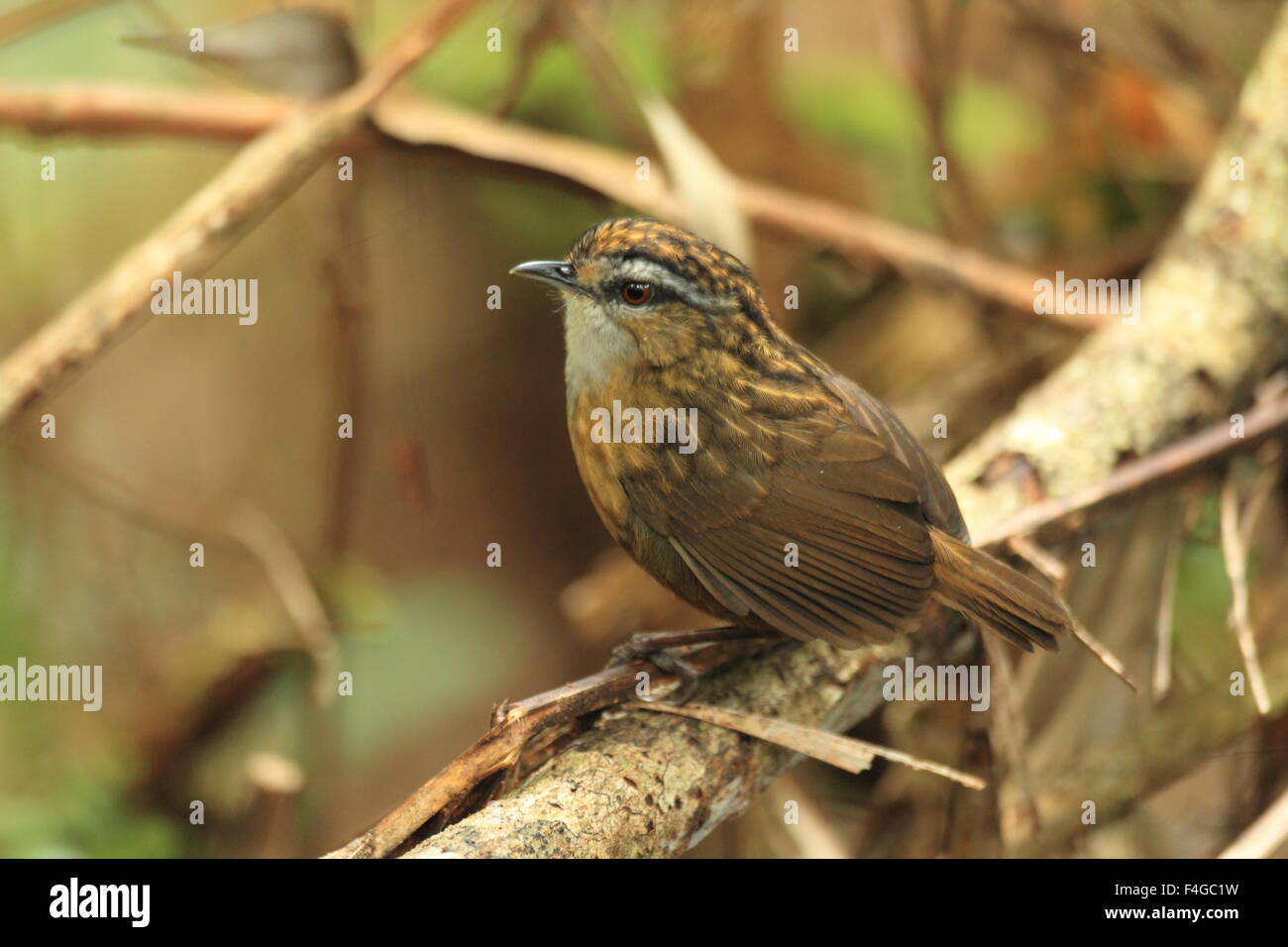 Mountain wren-(Napothera crassa) à Bornéo Banque D'Images