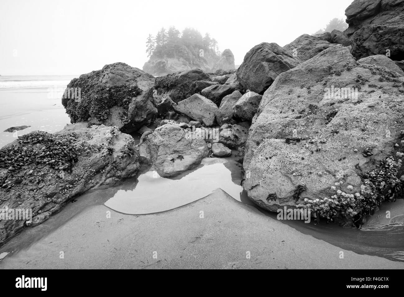 Marée basse, l'océan Pacifique, la Californie du Nord, Trinité Banque D'Images