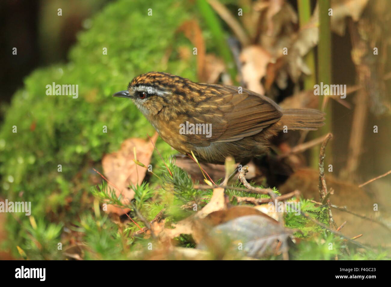 Mountain wren-(Napothera crassa) à Bornéo Banque D'Images