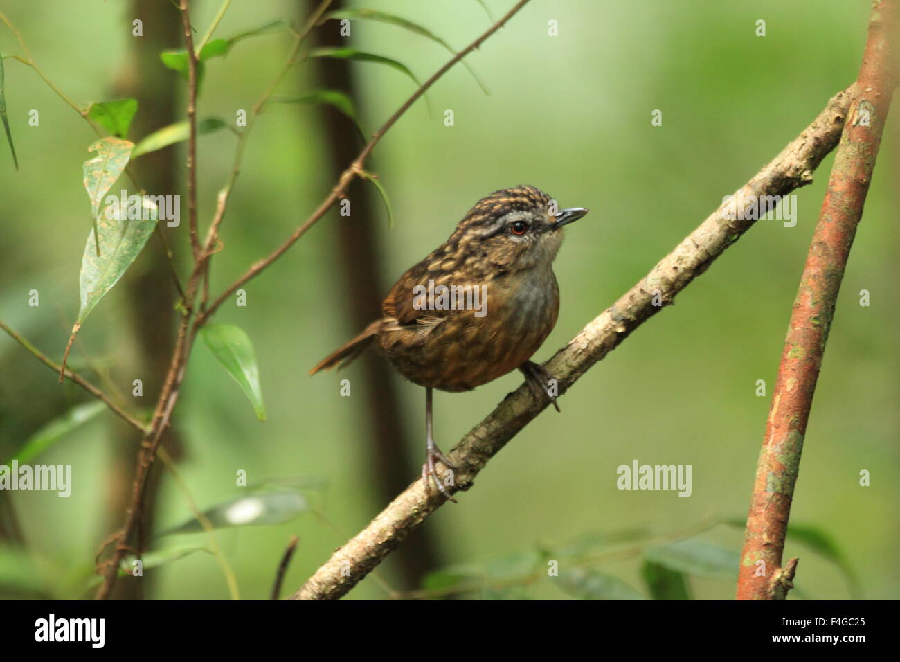 Mountain wren-(Napothera crassa) à Bornéo Banque D'Images