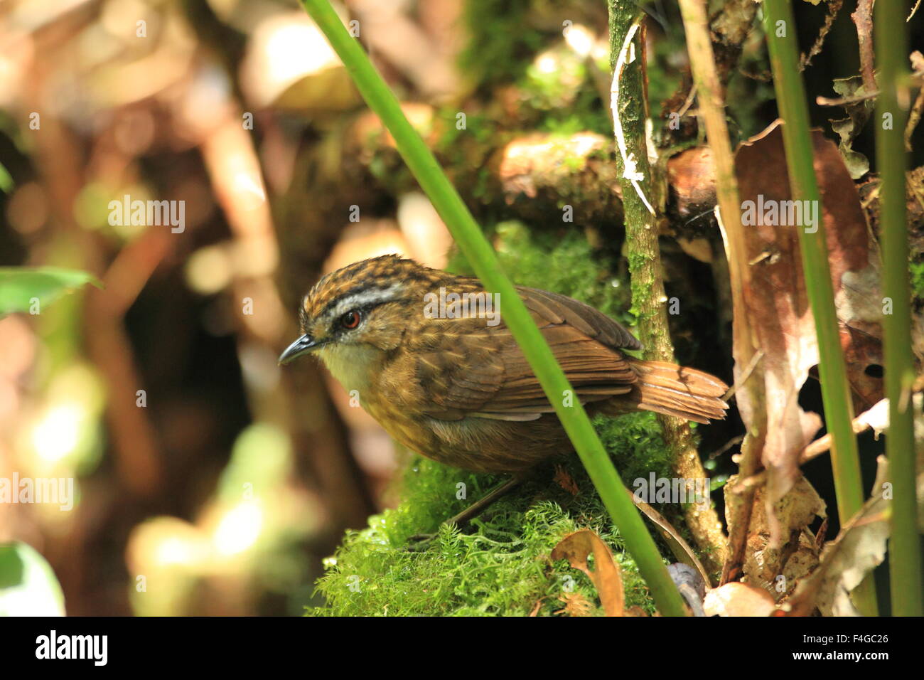 Mountain wren-(Napothera crassa) à Bornéo Banque D'Images