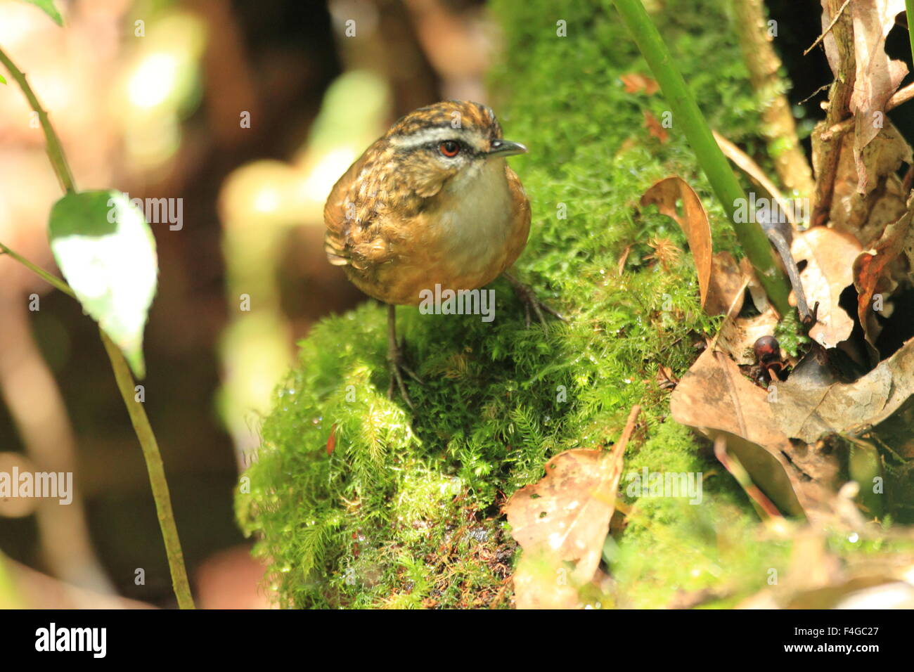 Mountain wren-(Napothera crassa) à Bornéo Banque D'Images