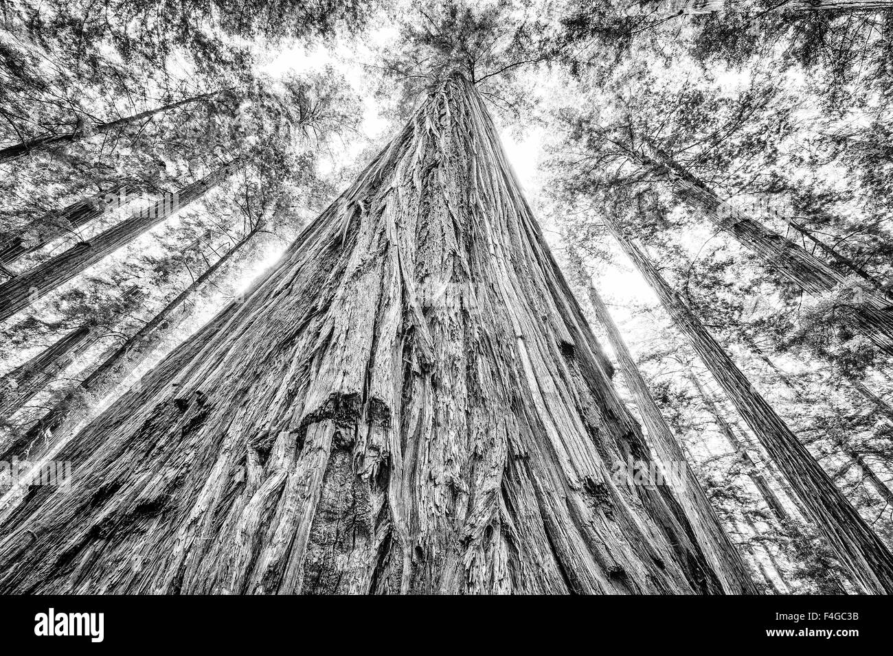 Roosevelt Park, Humboldt Redwoods State Park, Californie Banque D'Images