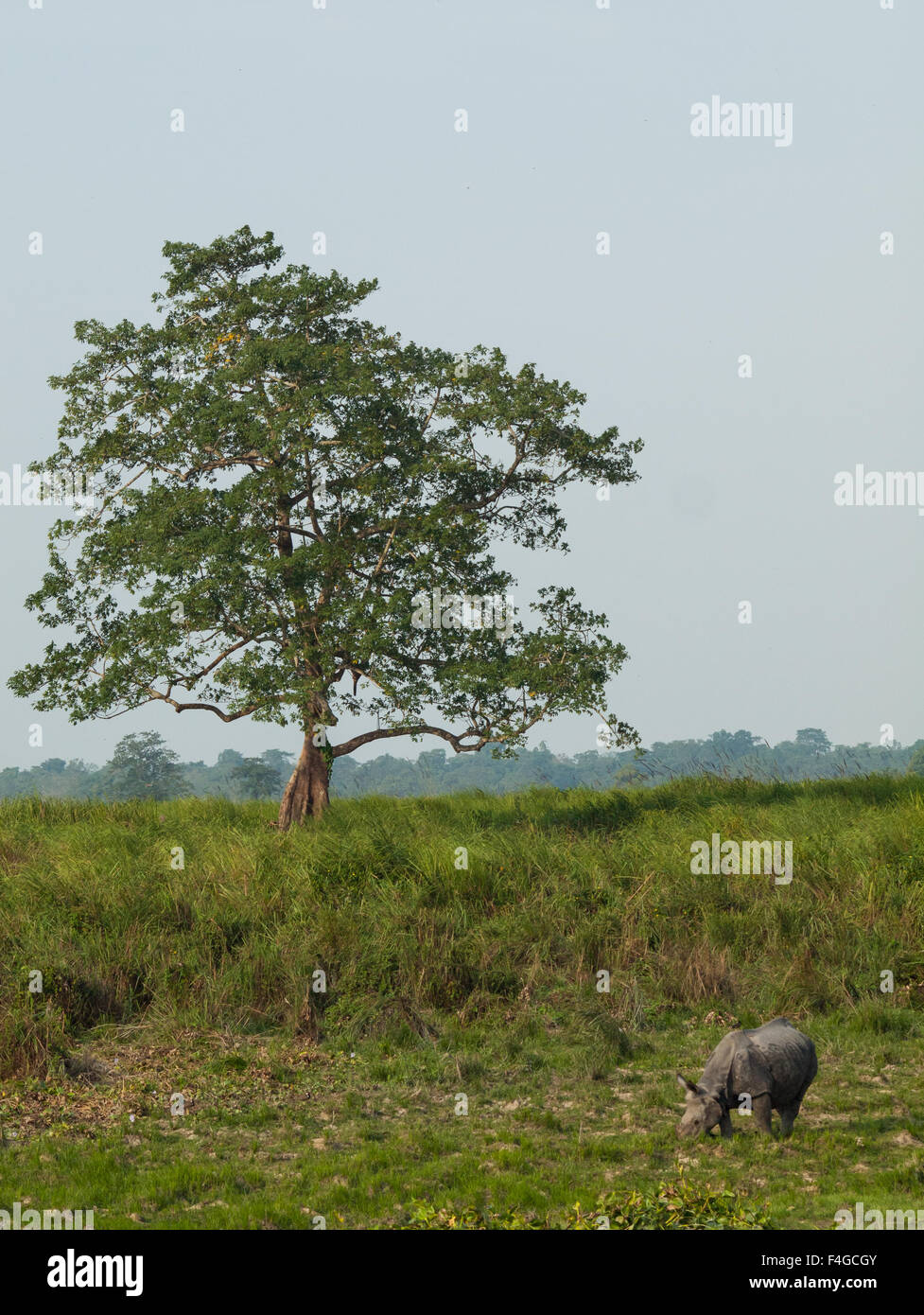 Un rhinocéros unicornes indiens au pâturage parc national de Kaziranga Banque D'Images