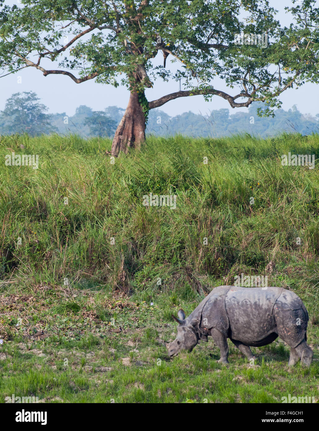 Un rhinocéros unicornes indiens au parc national de Kaziranga Banque D'Images