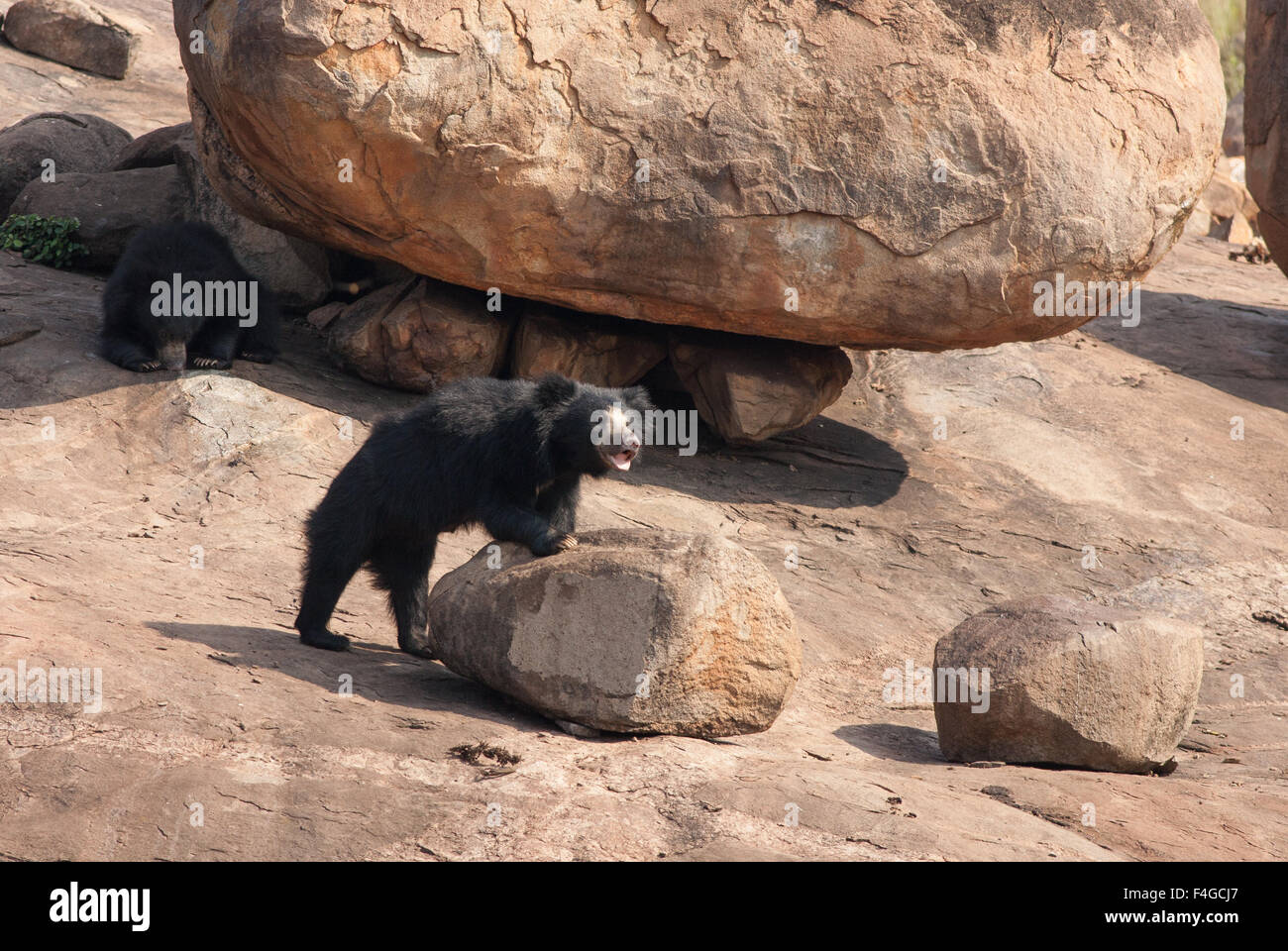 Un Indien Sloth Bear cub frappe une Daroji posent au sanctuaire de l'ours, Karnataka, Inde Banque D'Images