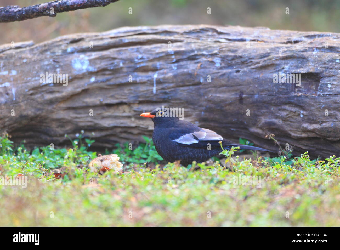 Grey-winged Blackbird (Turdus boulboul) mâle en Thaïlande Banque D'Images
