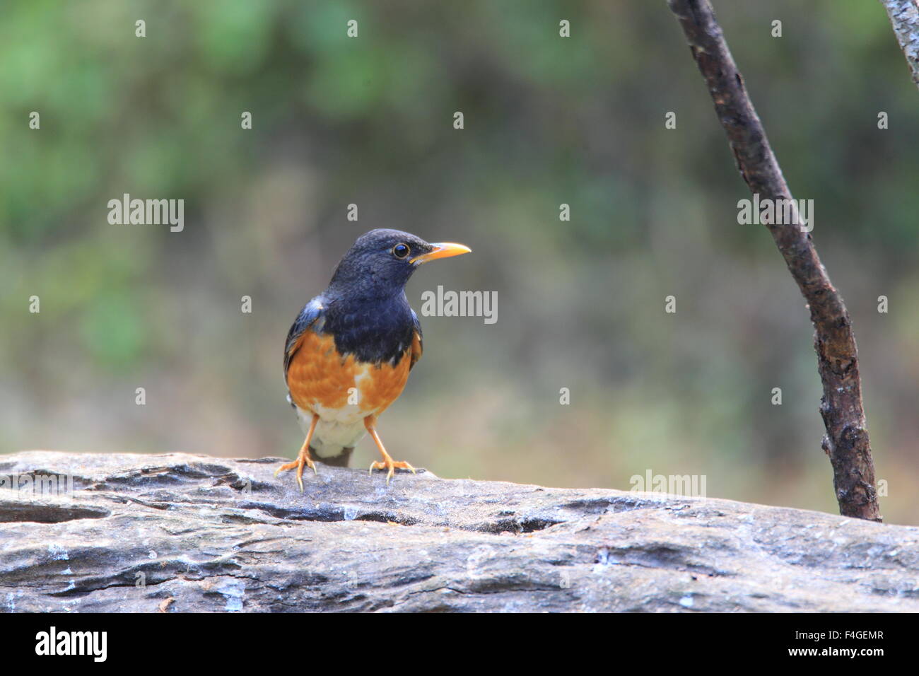 Black-breasted Thrush (Turdus dissimilis) dans Doi Angkhang , Thaïlande Banque D'Images