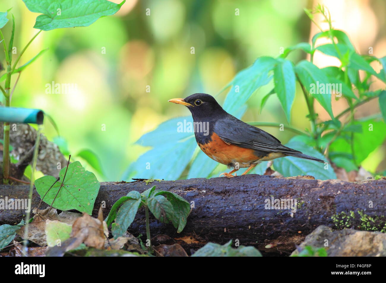 Black-breasted Thrush (Turdus dissimilis) dans Doi Angkhang , Thaïlande Banque D'Images