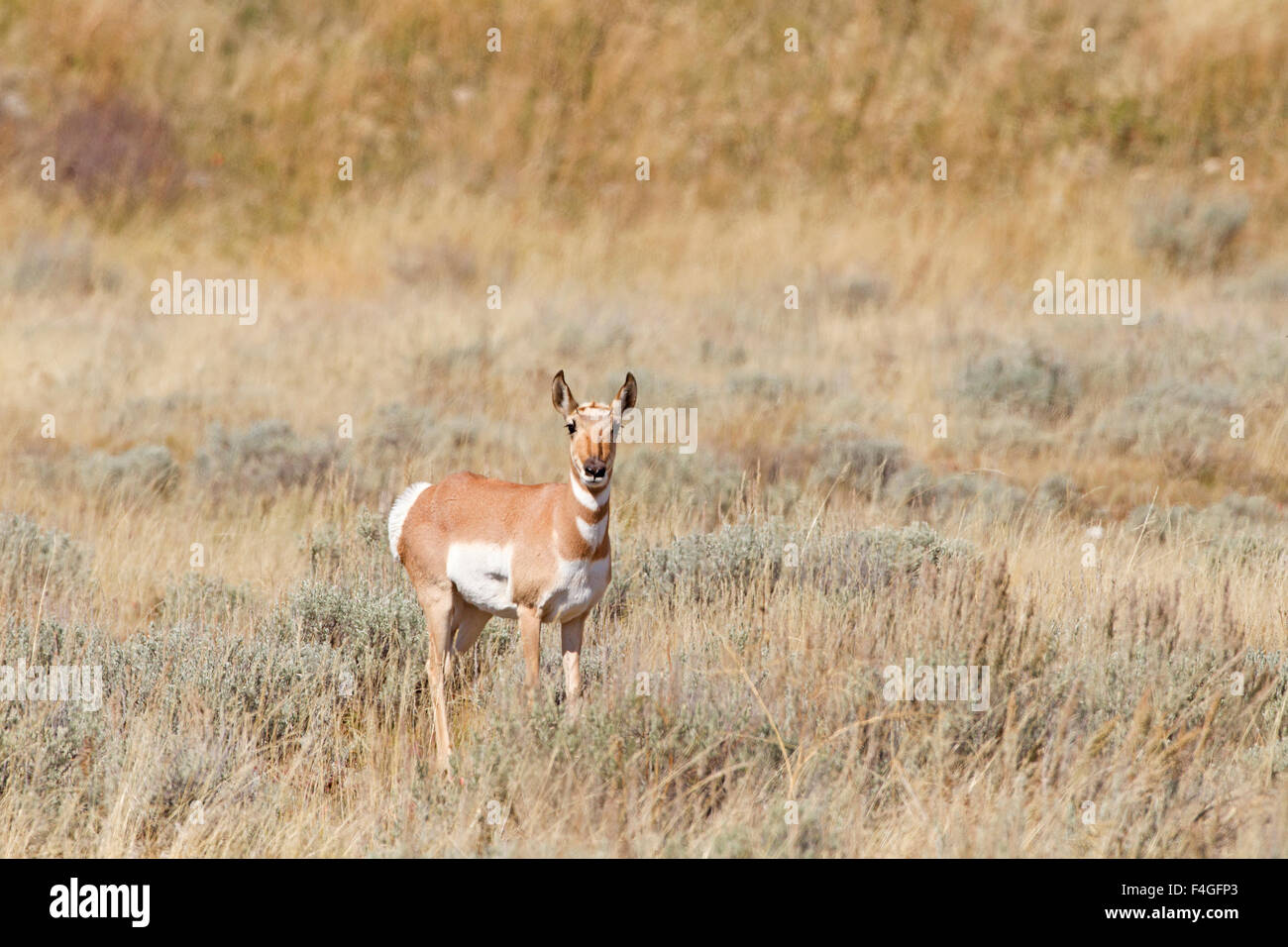 Lone pronghorn Antelope Doe Banque D'Images