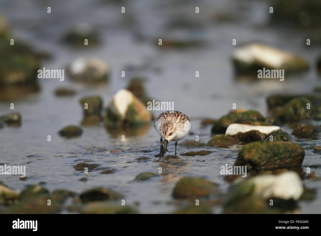 Spoon-billed sandpiper (Eurynorhynchus pygmeus) au Japon Banque D'Images