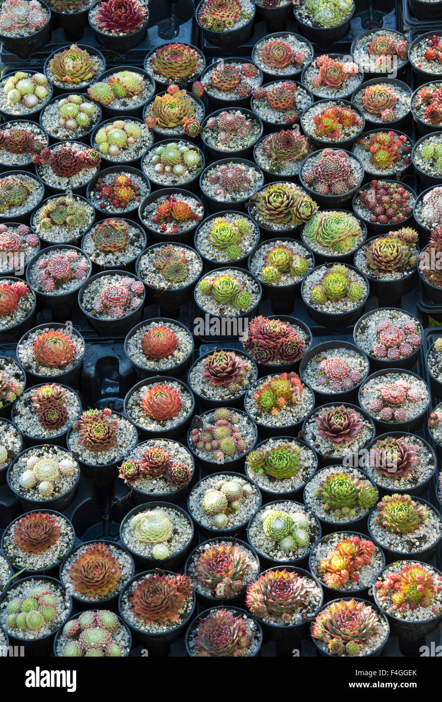 Sempervivum. Plantes Houseleek en pots à vendre lors d'un spectacle d'automne. ROYAUME-UNI Banque D'Images