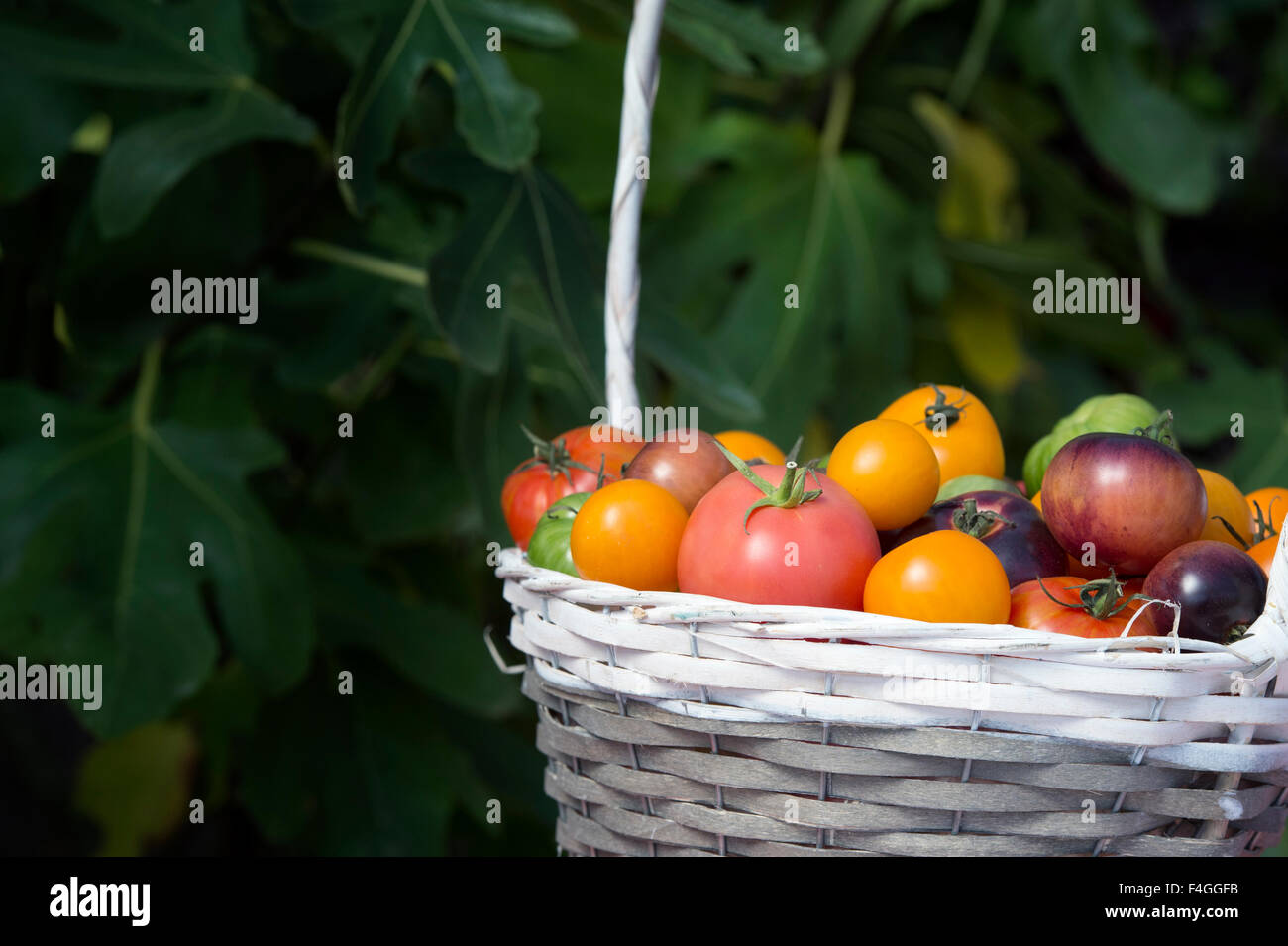 Panier de tomates exposé lors d'un spectacle d'automne. ROYAUME-UNI Banque D'Images