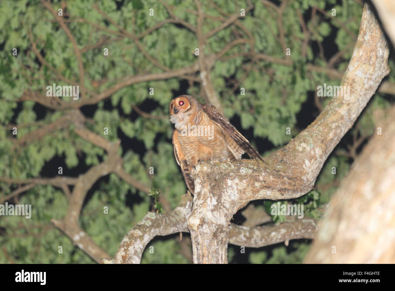 Spotted Owl Strix seloputo (bois) dans l'île de Palawan Banque D'Images