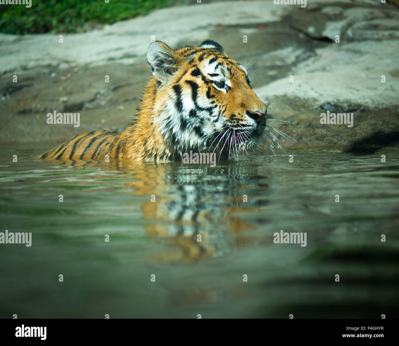 Tigre de natation Banque D'Images