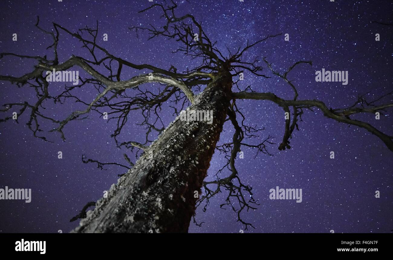 Arbre mort avec des étoiles sur le ciel nocturne sur l'arrière-plan. La Voie lactée est juste derrière l'arbre. Banque D'Images