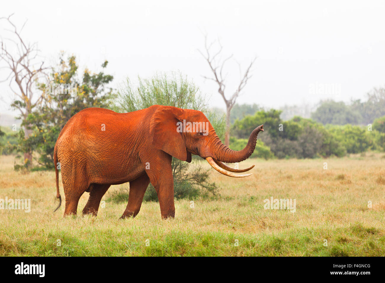 L'éléphant d'un sale rouge dans le parc national de Tsavo East au Kenya. Banque D'Images