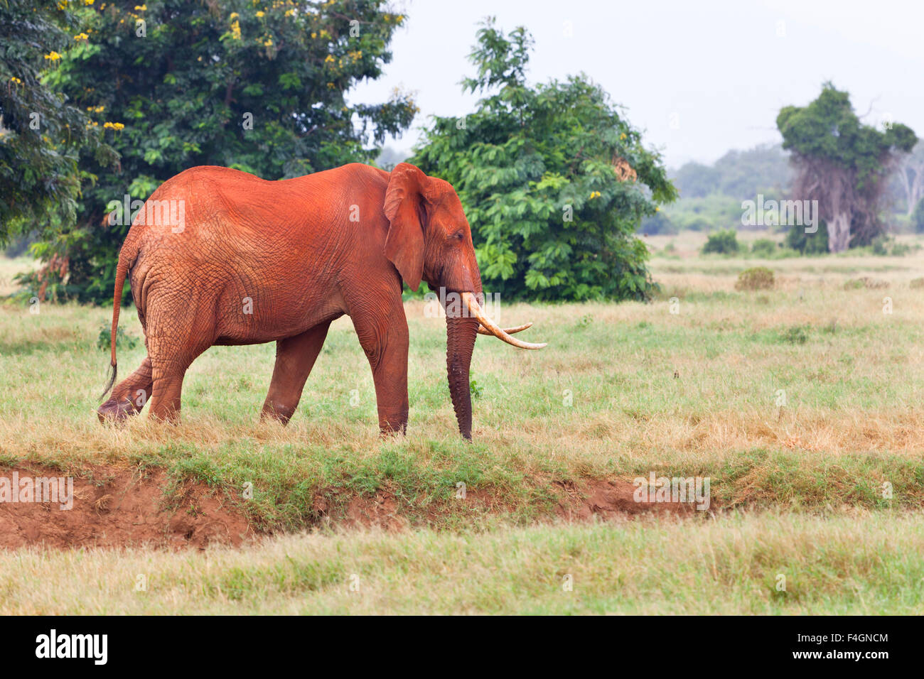 L'éléphant d'un sale rouge dans le parc national de Tsavo East au Kenya. Banque D'Images