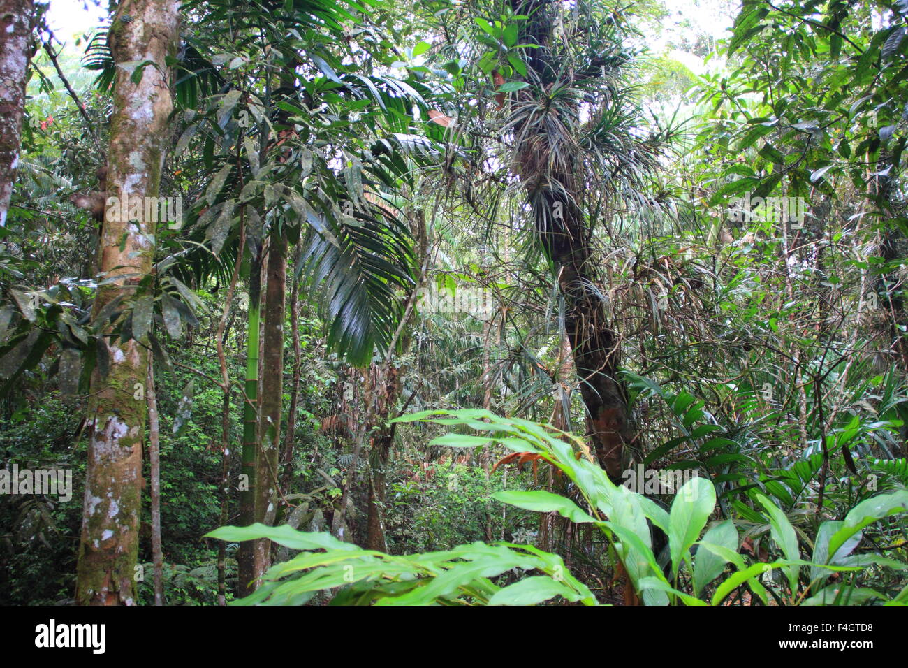 La réserve forestière de Sinharaja au Sri Lanka Banque D'Images