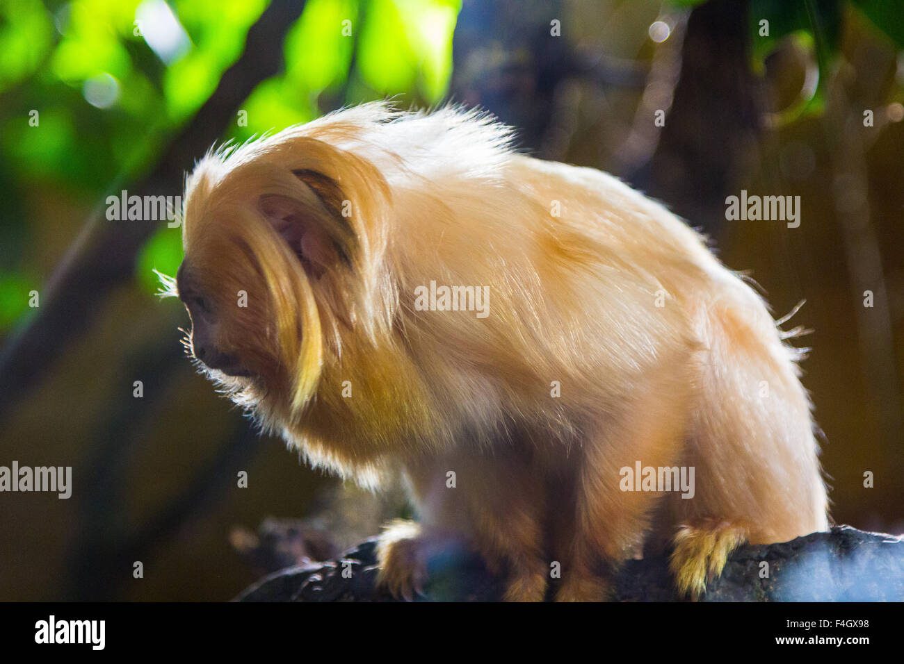 Tamarin Doré (Leontopithecus rosalia) Banque D'Images