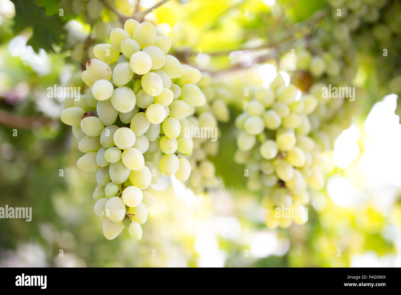 Raisins verts sur l'heure du coucher du soleil de vigne Banque D'Images