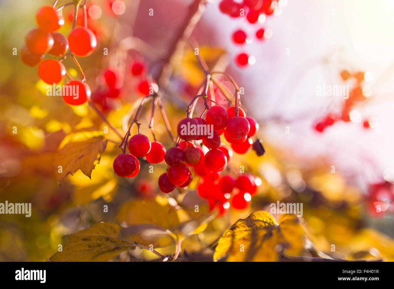 Les baies de la Viorne rouge dans l'arbre, automne fond Banque D'Images