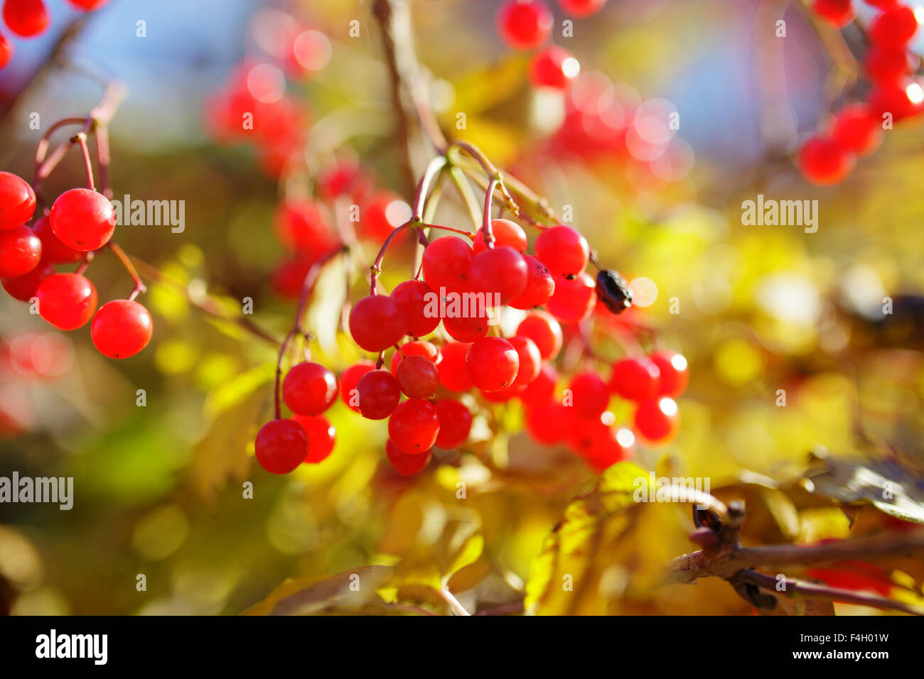 Les baies de la Viorne rouge dans l'arbre, automne fond Banque D'Images