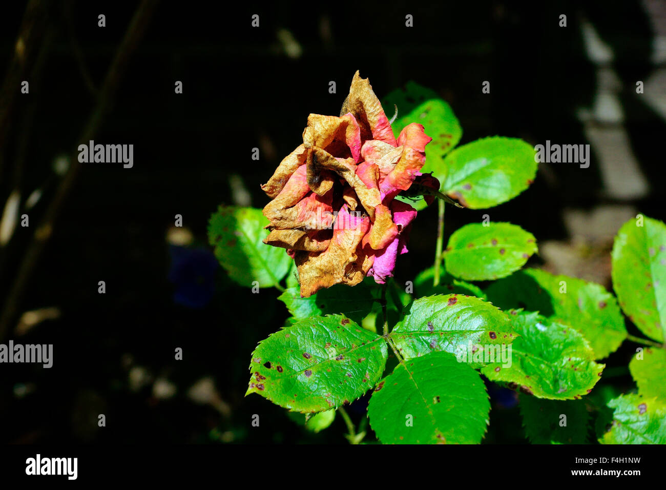 ROSE EN TRAIN DE MOURIR Banque D'Images