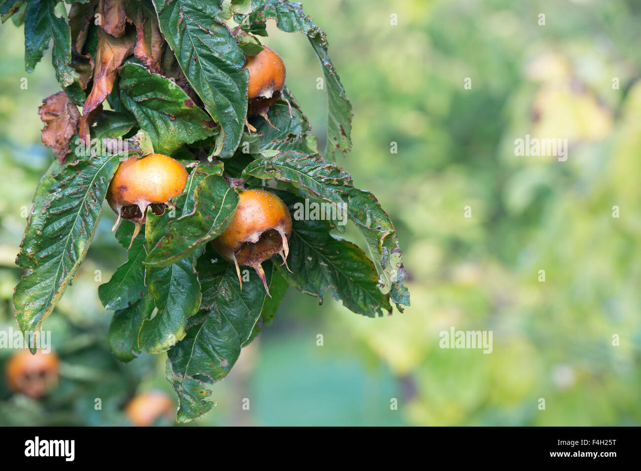 Mespilus germanica. Néflier. Fruit Nottingham sur l'arbre en automne Banque D'Images