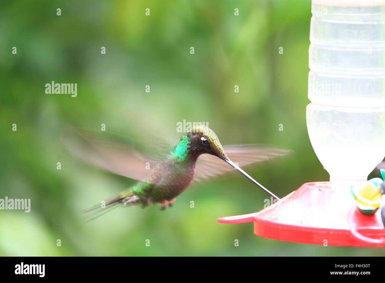 Sword-Billed Ensifera ensifera (Hummingbird) dans Guango, Equateur, Amérique du Sud Banque D'Images