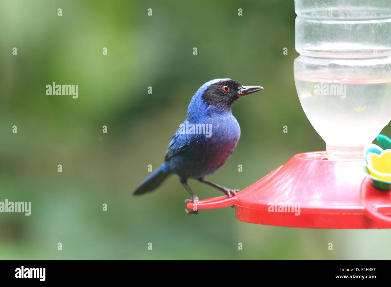 Trogon masqué récent (cyanea) dans Minera Yanacocha Banque D'Images