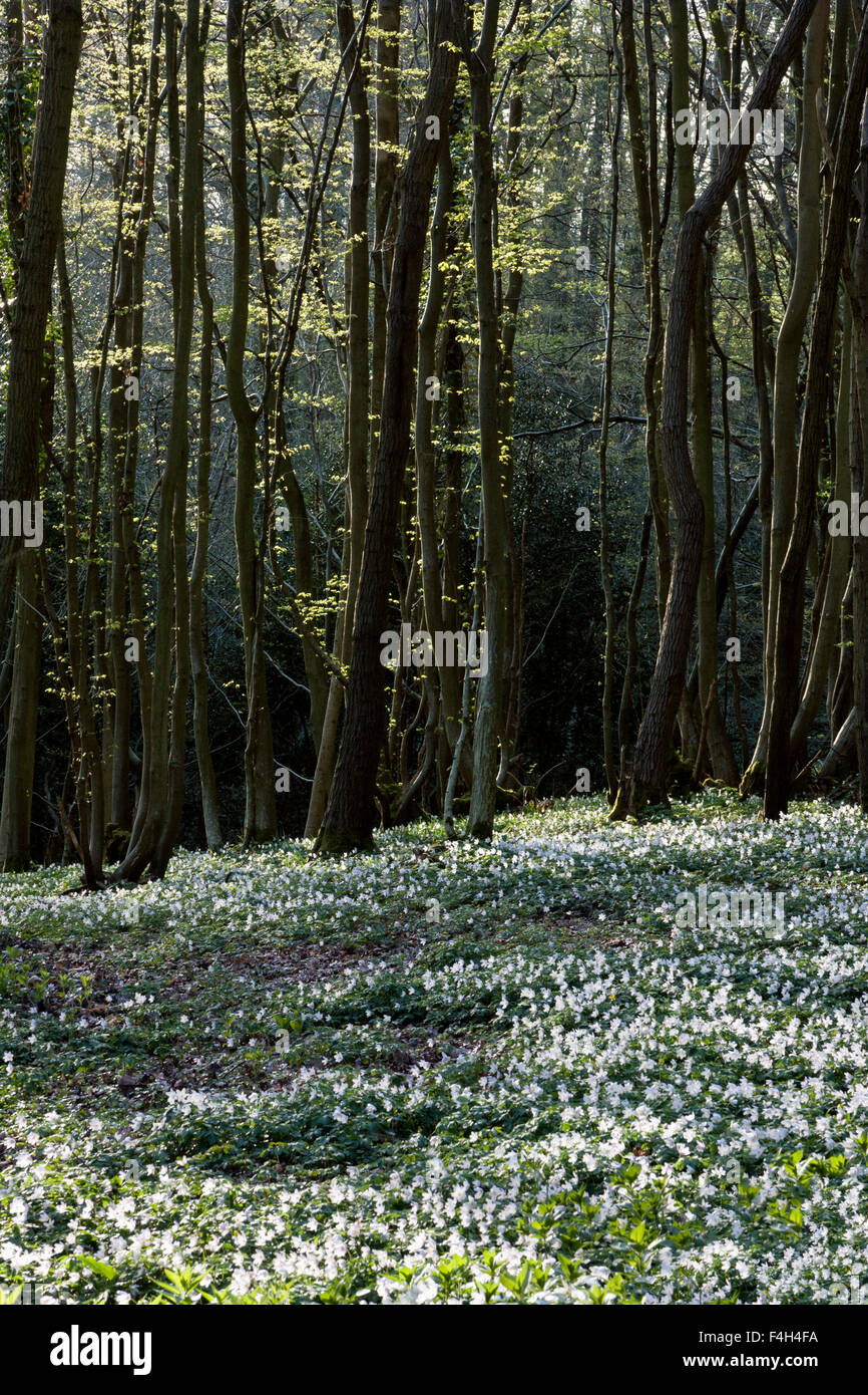 Bois des anémones (anemone nemorosa) dans les forêts anciennes de Seigneurie Woods, Horsemonden, Kent, Angleterre, Royaume-Uni Banque D'Images