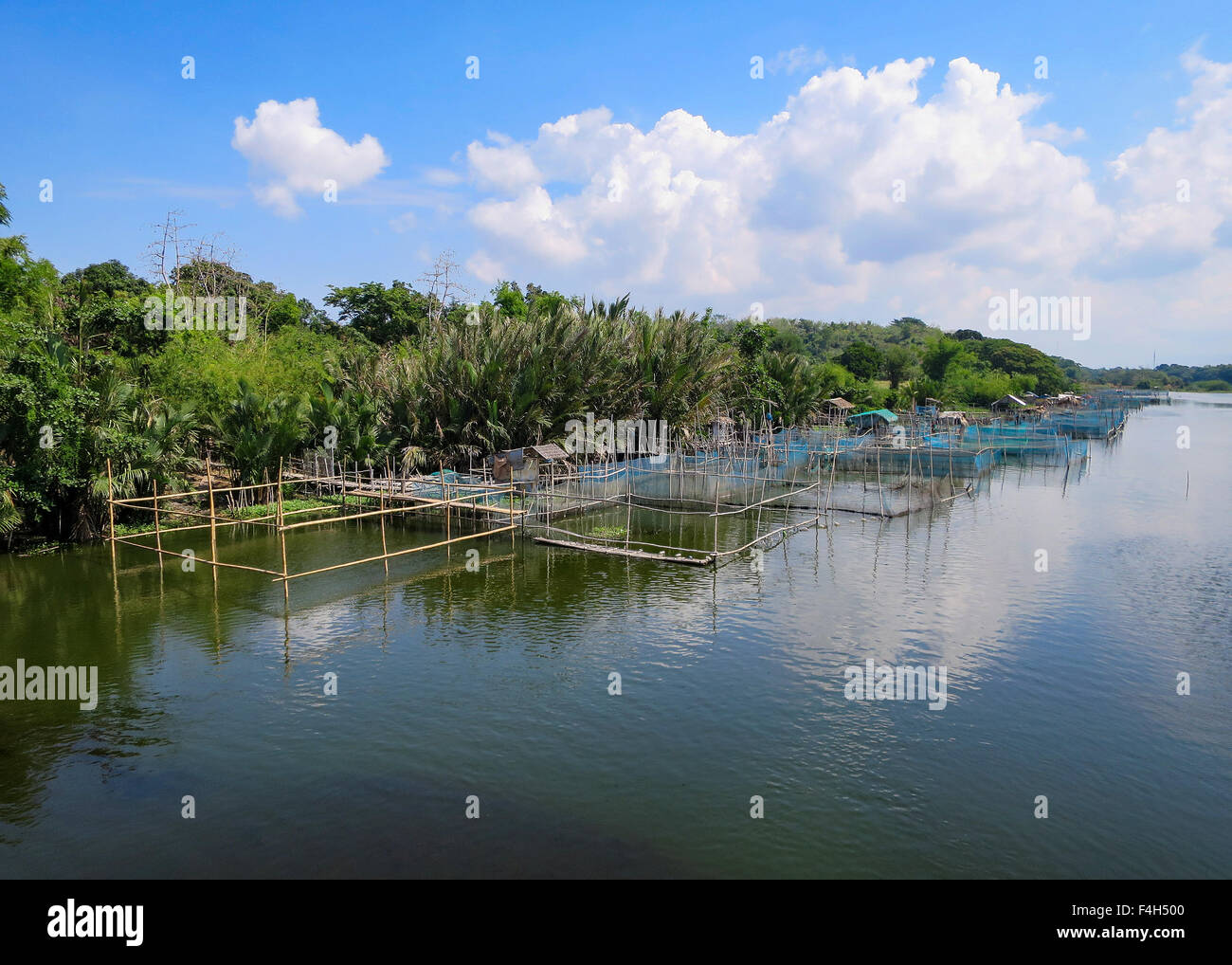 Crevettes de rivière géantes sont élevés dans des enclos en filet sur une rivière d'eau douce dans l'île de Luzon, aux Philippines. Banque D'Images