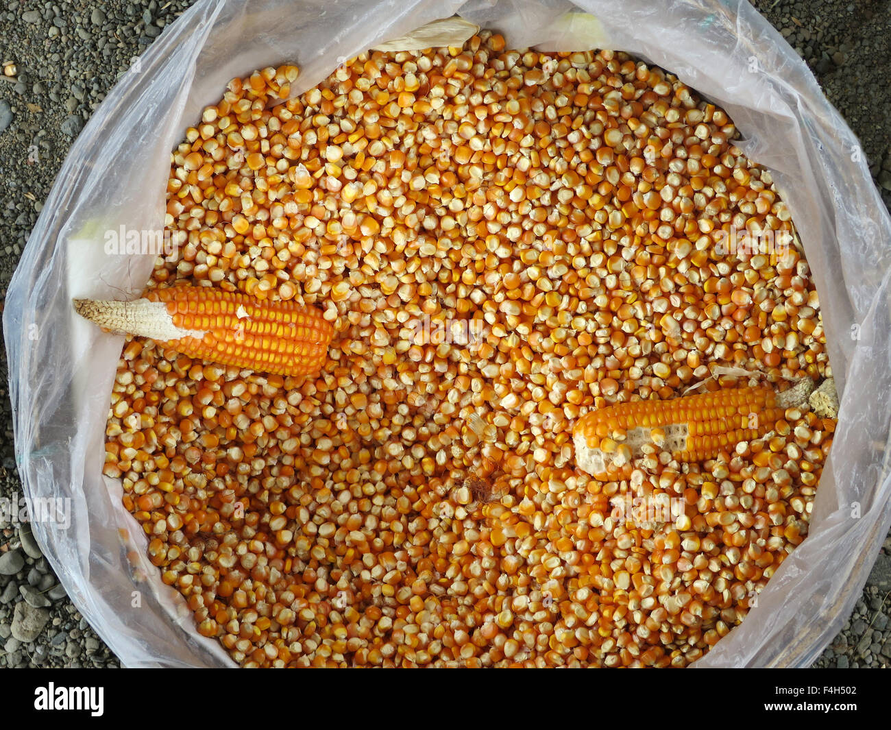 Un panier rempli de grains de maïs jaune séché. Banque D'Images