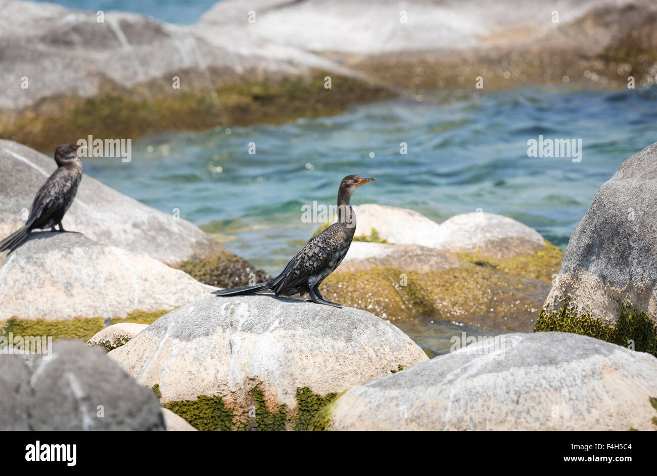 Le cormoran noir reed (Turdus africanus) debout sur les rochers au bord du lac, l'île de Likoma, le lac Malawi, Malawi, Afrique du sud-est Banque D'Images