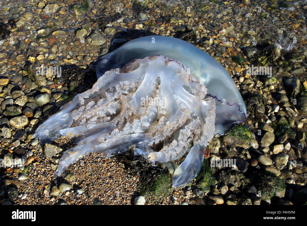 Rhizostoma pulmo échoués sur la plage Banque D'Images