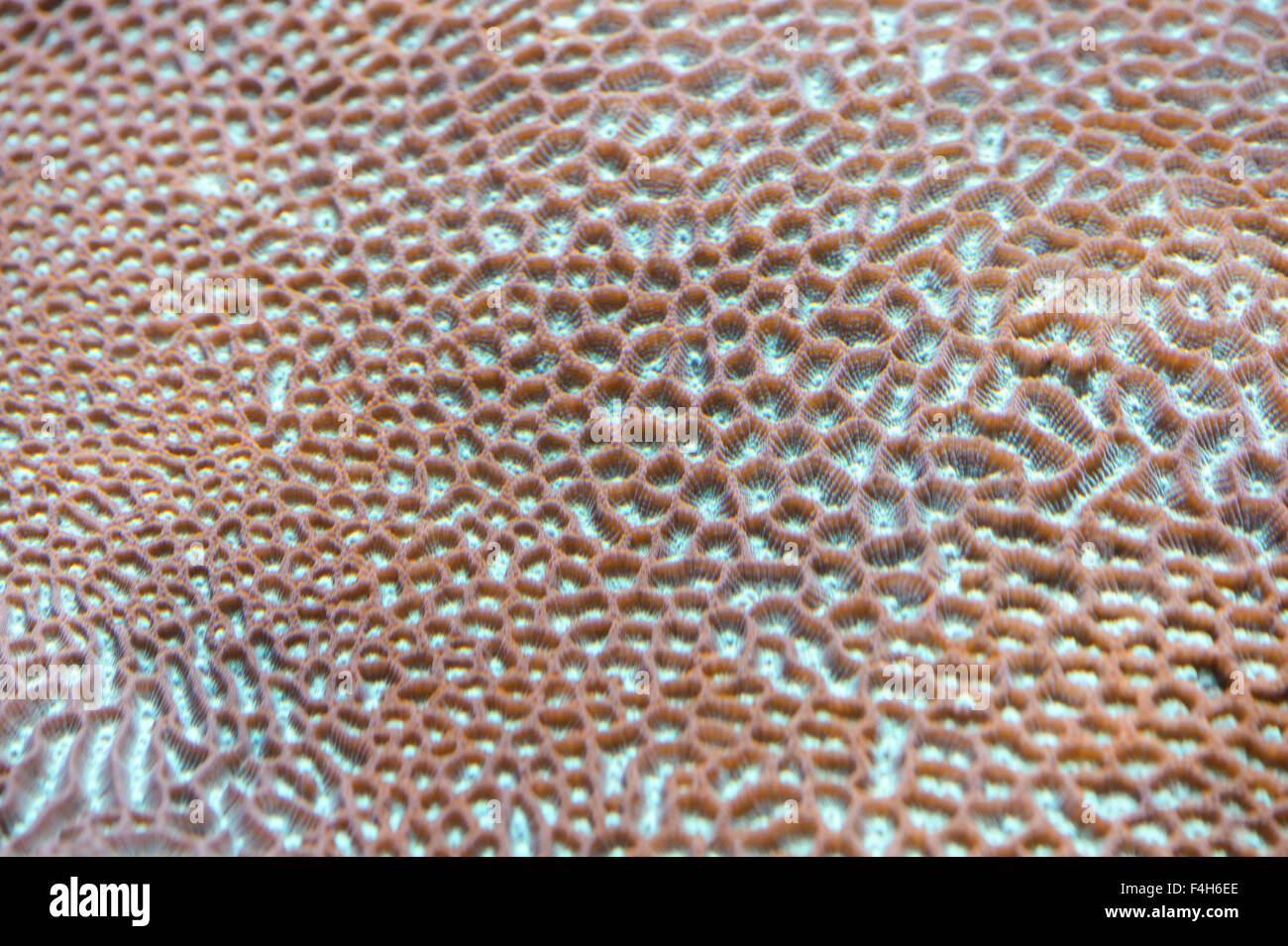 Surface de corail Banque D'Images