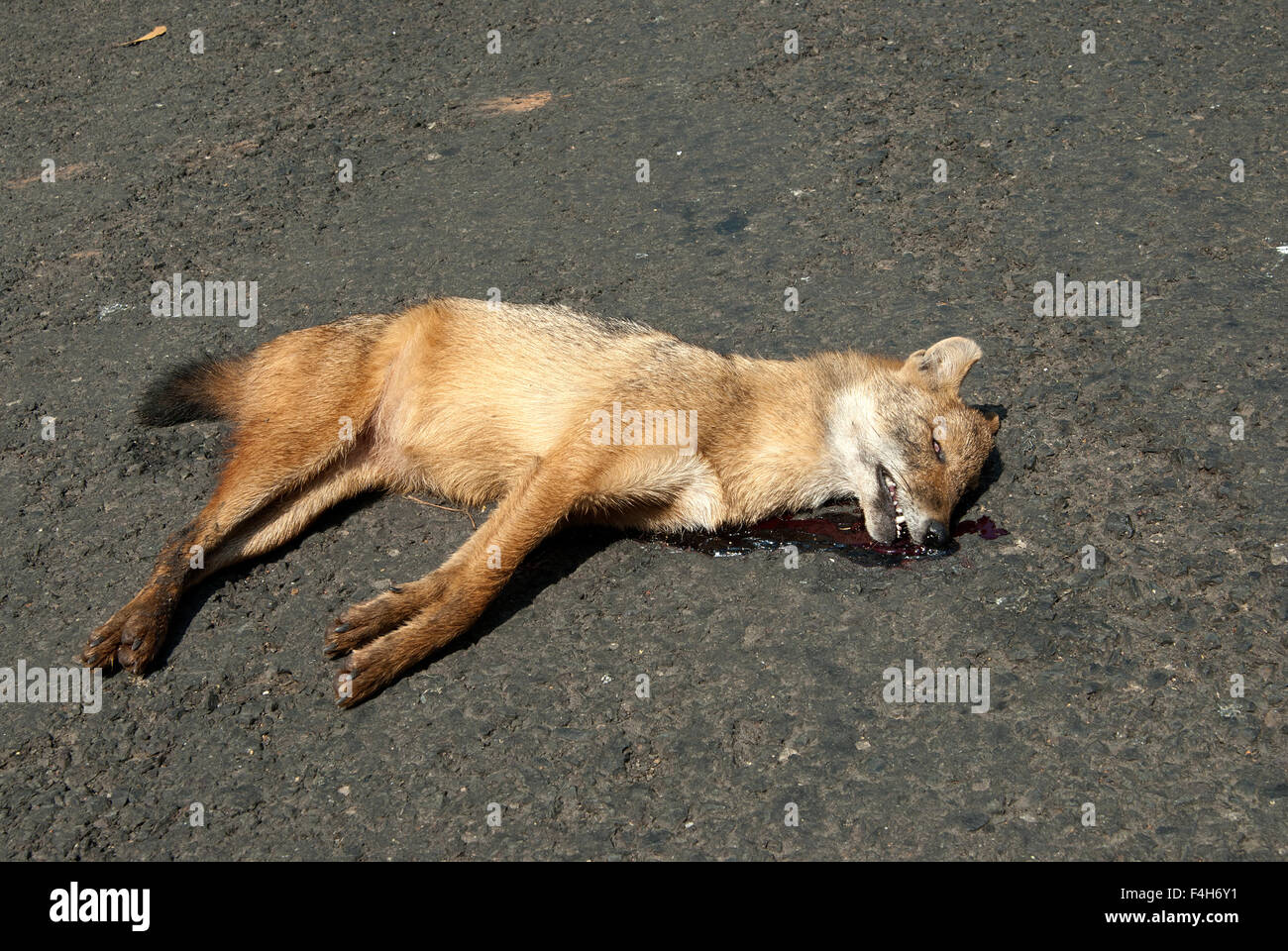 Le droit des affaires indiennes (Chacal Canis aureus indicus ) a été prise à Dapoli , Maharashtra, Inde Banque D'Images