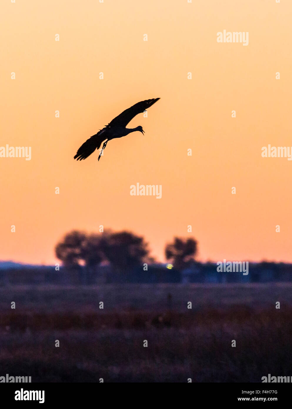 La migration de la Grue en vol au coucher du soleil, Monte Vista National Wildlife Refuge, Colorado, USA Banque D'Images