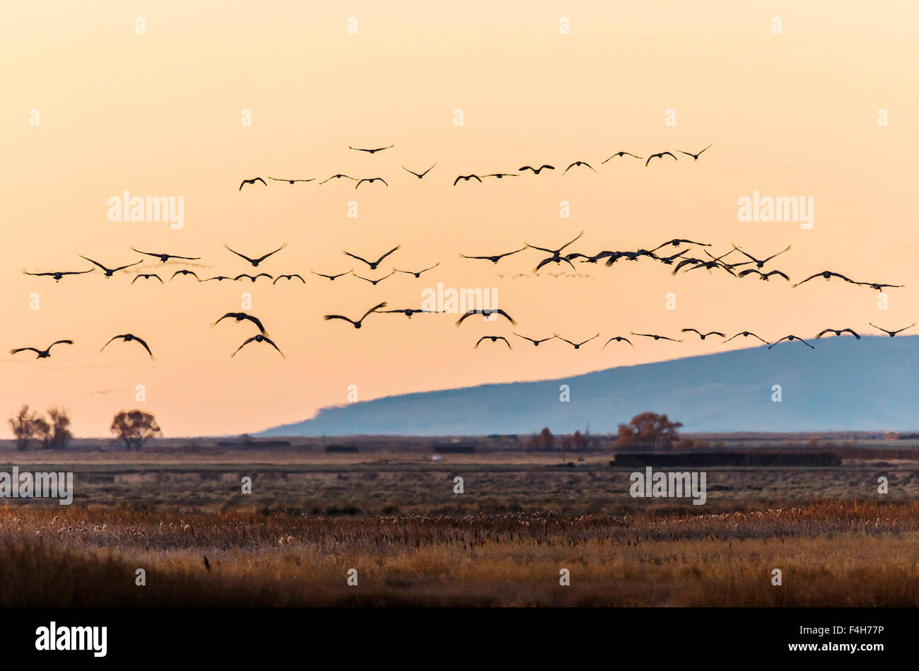 La migration de la Grue en vol au coucher du soleil, Monte Vista National Wildlife Refuge, Colorado, USA Banque D'Images